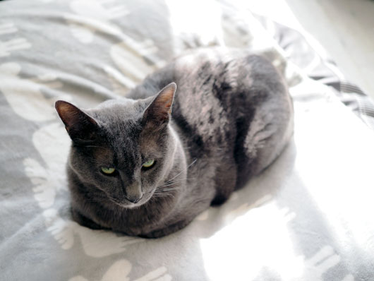 日向ぼっこする猫