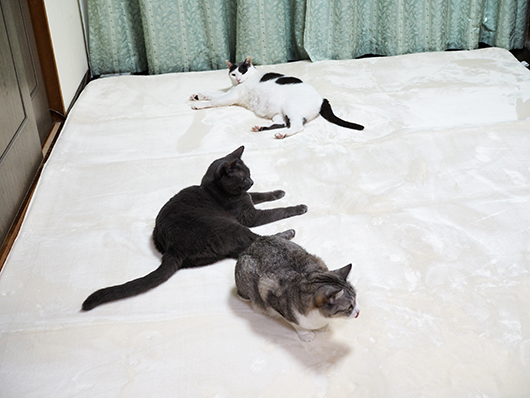 ラグの上の猫