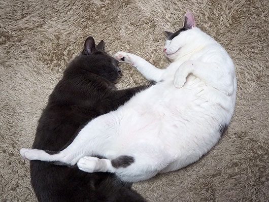仲良く眠る猫