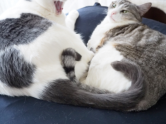 仲良しの猫