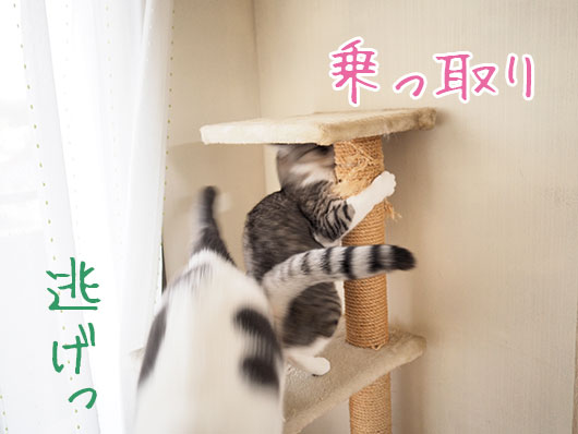 キャットタワーでの攻防