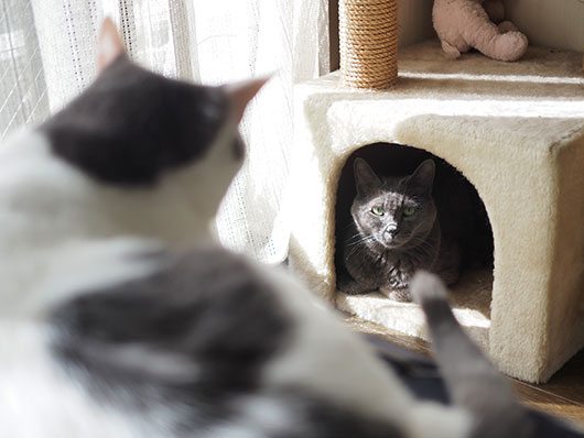 にらみ合う猫