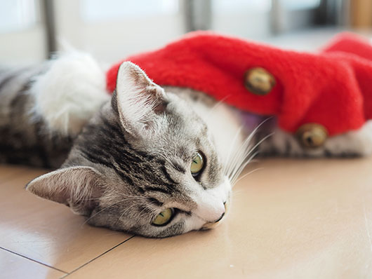 クリスマス猫