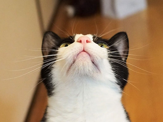 歌川さんちのねこさん