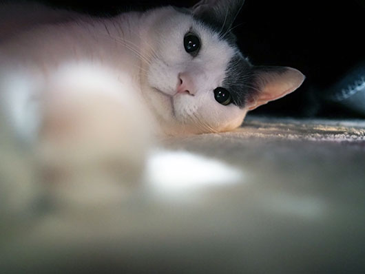 コタツの中の猫