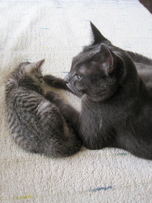 ねこ3