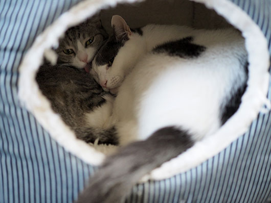 キャットハウスの中の猫