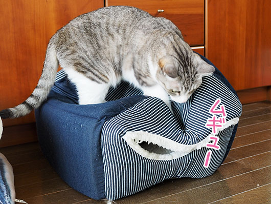 キャットハウスをつぶす猫