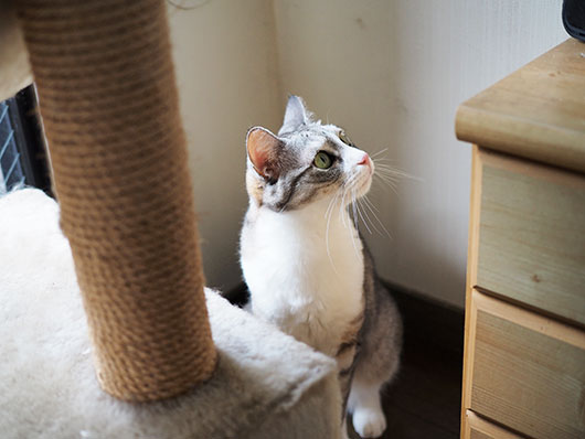 キャットタワーと猫