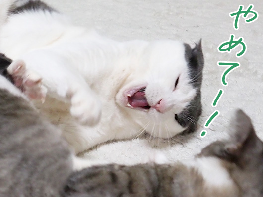 叫ぶ猫