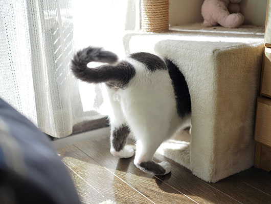 キャットハウスに入る猫