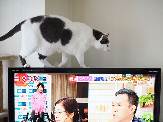 テレビを渡る猫