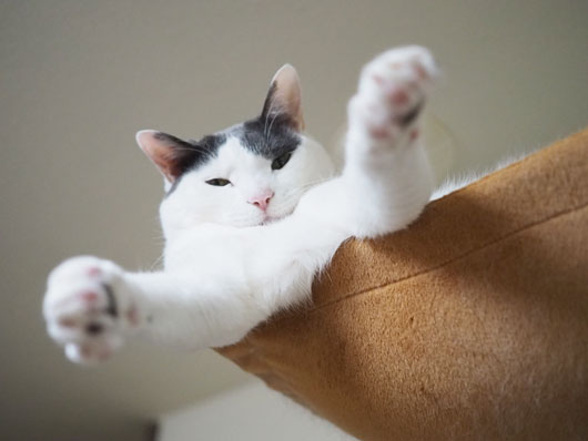 キャットウォークと猫