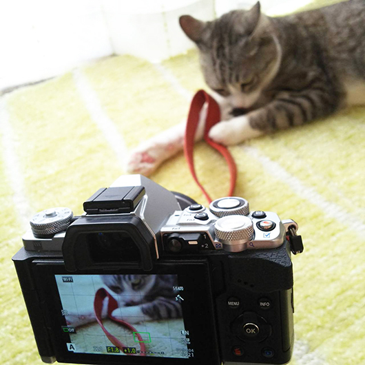 猫とカメラ