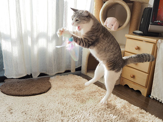 飛んだ猫