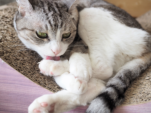 グルーミングする猫