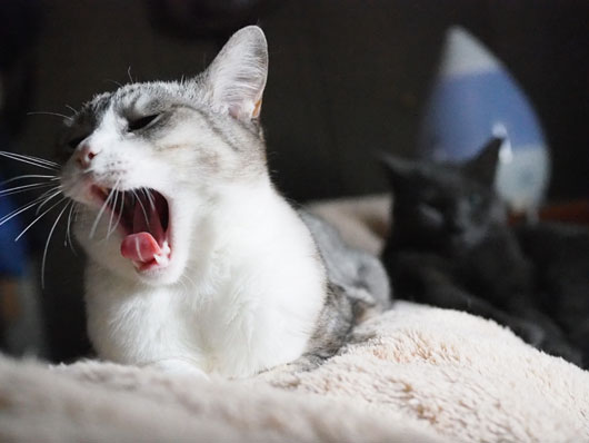 あくびをする猫
