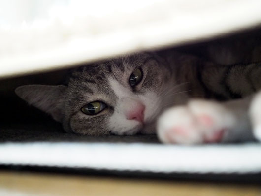 ホットカーペットの下の猫
