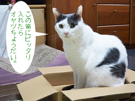 箱の中の猫