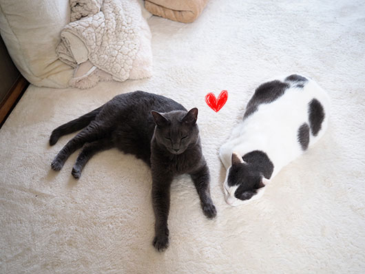ラブラブな猫