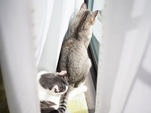 グルーミングする猫