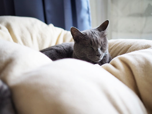眠る猫