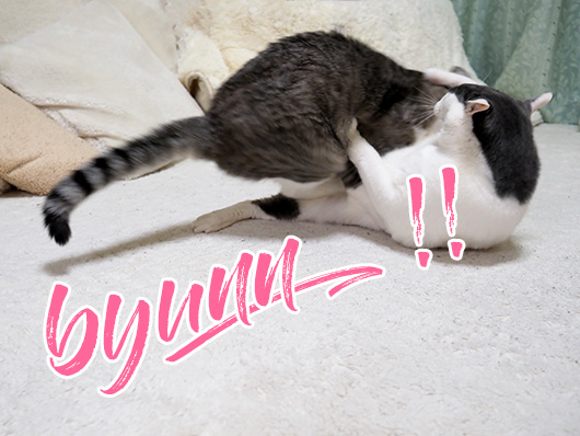 ケンカする猫