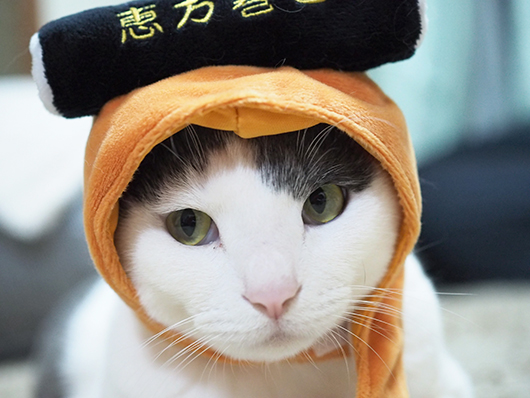 恵方巻猫