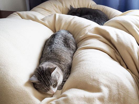 眠る猫