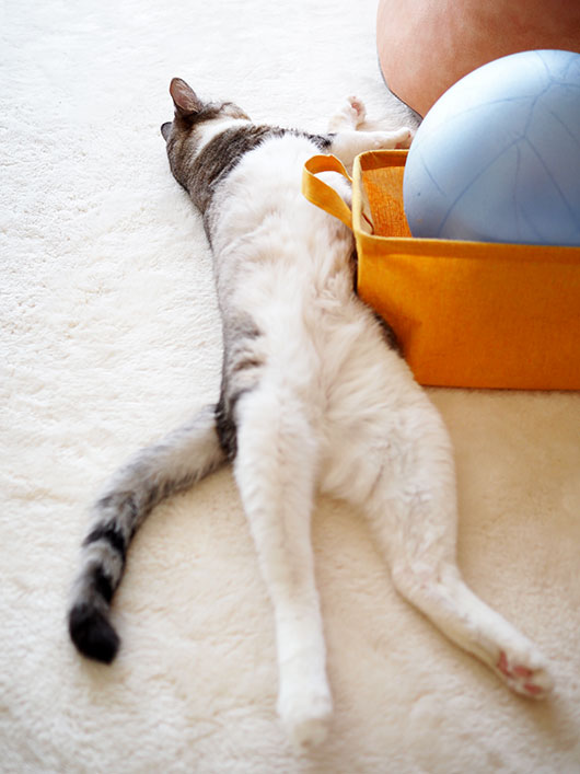 寝転がる猫