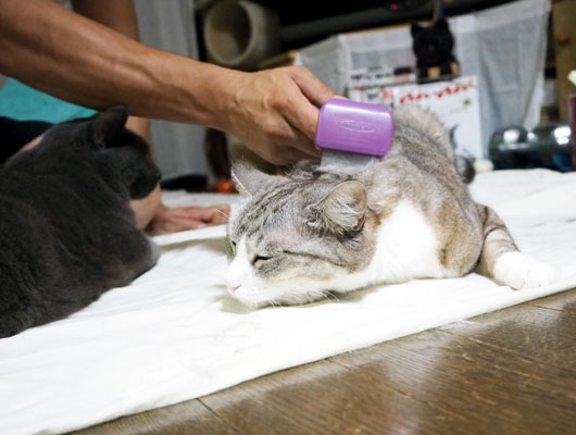 ブラッシングしてもらう猫