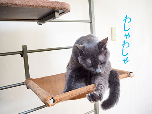 毛繕いする猫