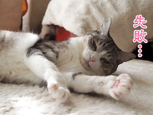 猫じゃらしで遊ぶ猫