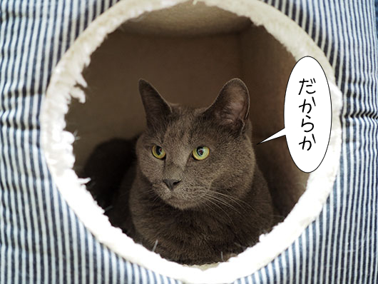 キャットハウスの中の猫