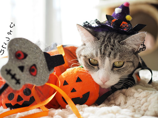 ハロウィンの猫