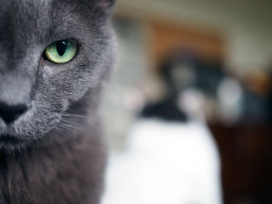 怒る猫