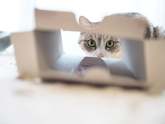 ティッシュボックスと猫