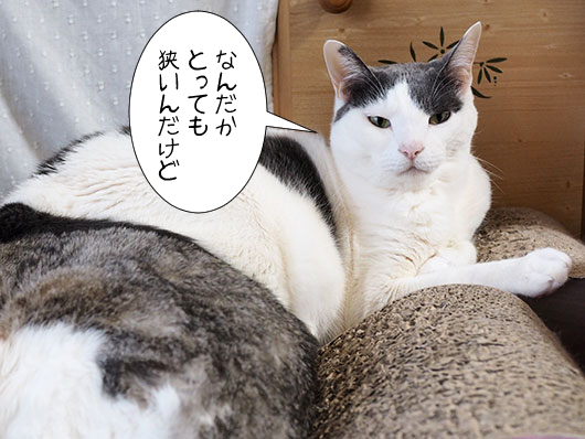 不満を言う猫