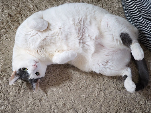 転がる猫