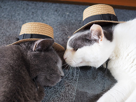 帽子をかぶった猫