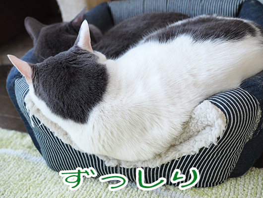 重そうな猫