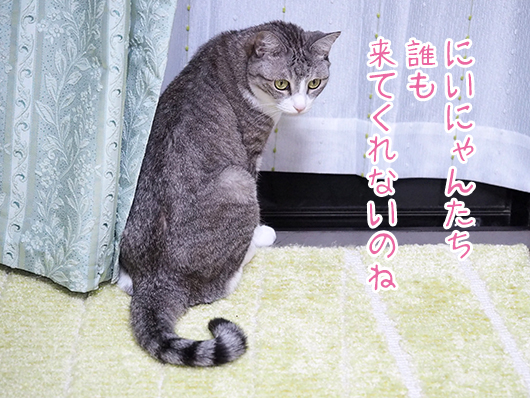 怒る猫
