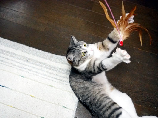 必死な猫