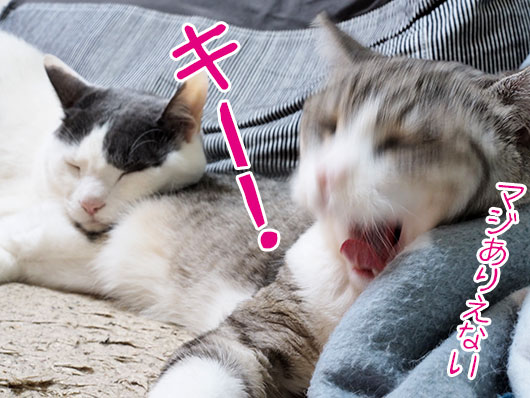 怒る猫