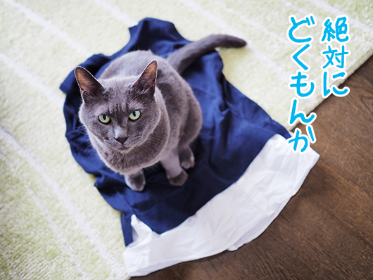 服の上に乗る猫