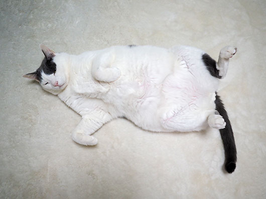 寝転がる猫