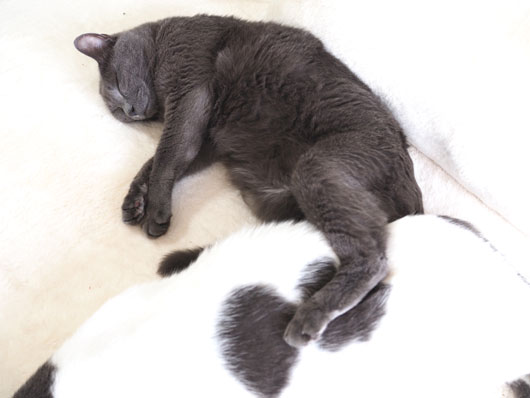 眠る猫