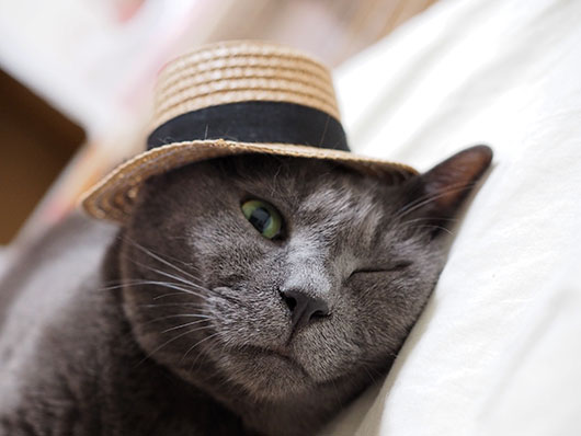 帽子をかぶった猫