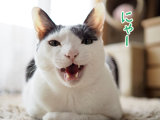 返事をする猫