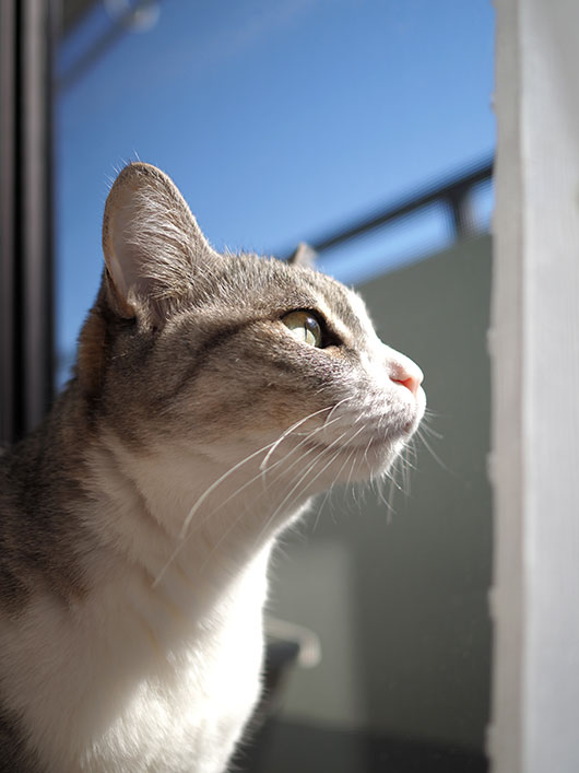 外を見る猫